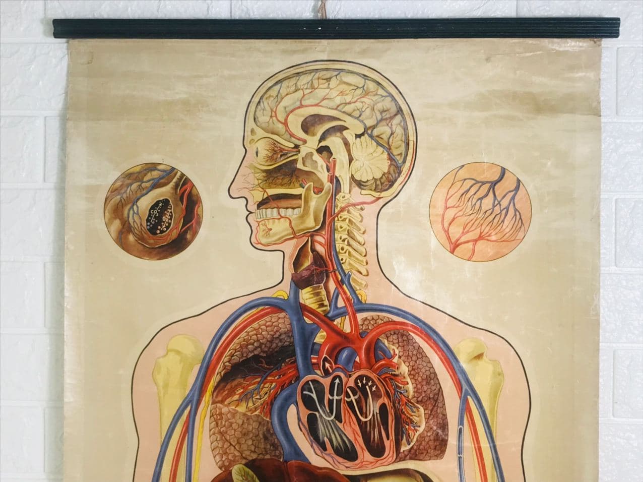 304420 J Tech St john's ambulance medium poster upper Human body pulmonary circuit 2