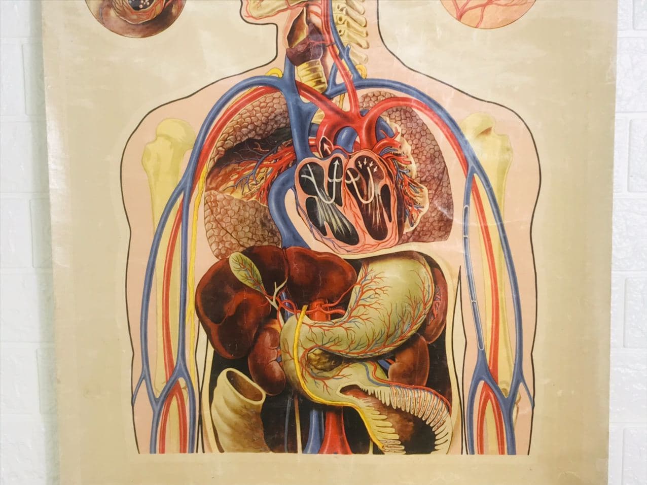 304420 J Tech St john's ambulance medium poster upper Human body pulmonary circuit 3