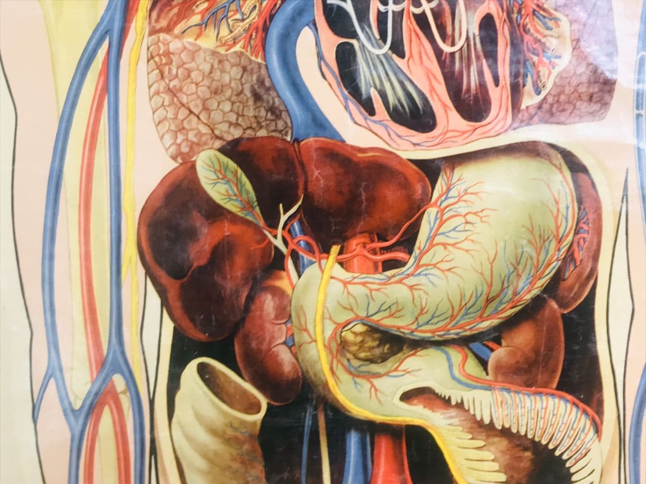 304420 J Tech St john's ambulance medium poster upper Human body pulmonary circuit 4