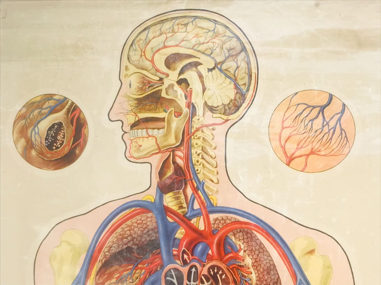 304420 J Tech St john's ambulance medium poster upper Human body pulmonary circuit 5