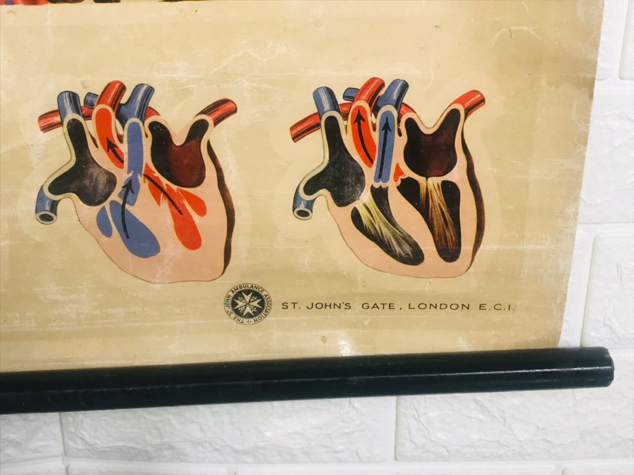304420 J Tech St john's ambulance medium poster upper Human body pulmonary circuit 7